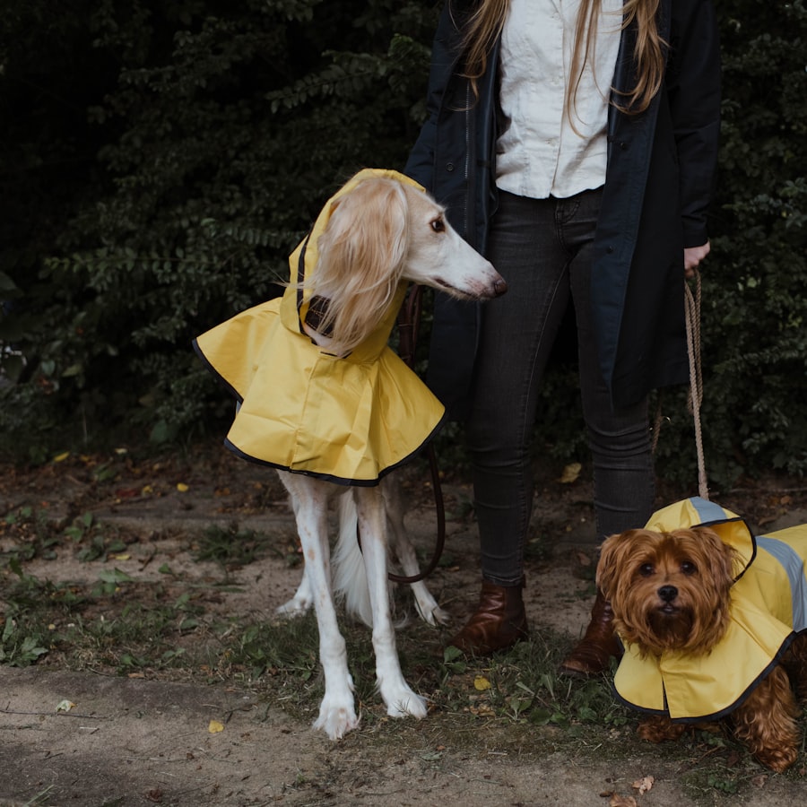 Köpek Mont