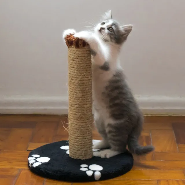 Kedi Tırmalama Tahtası