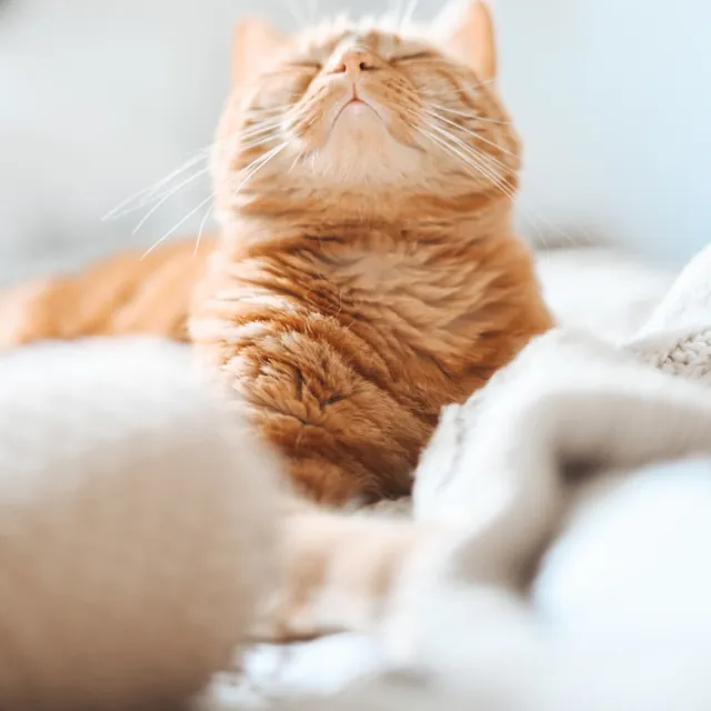 Kedi Kumu 10 L