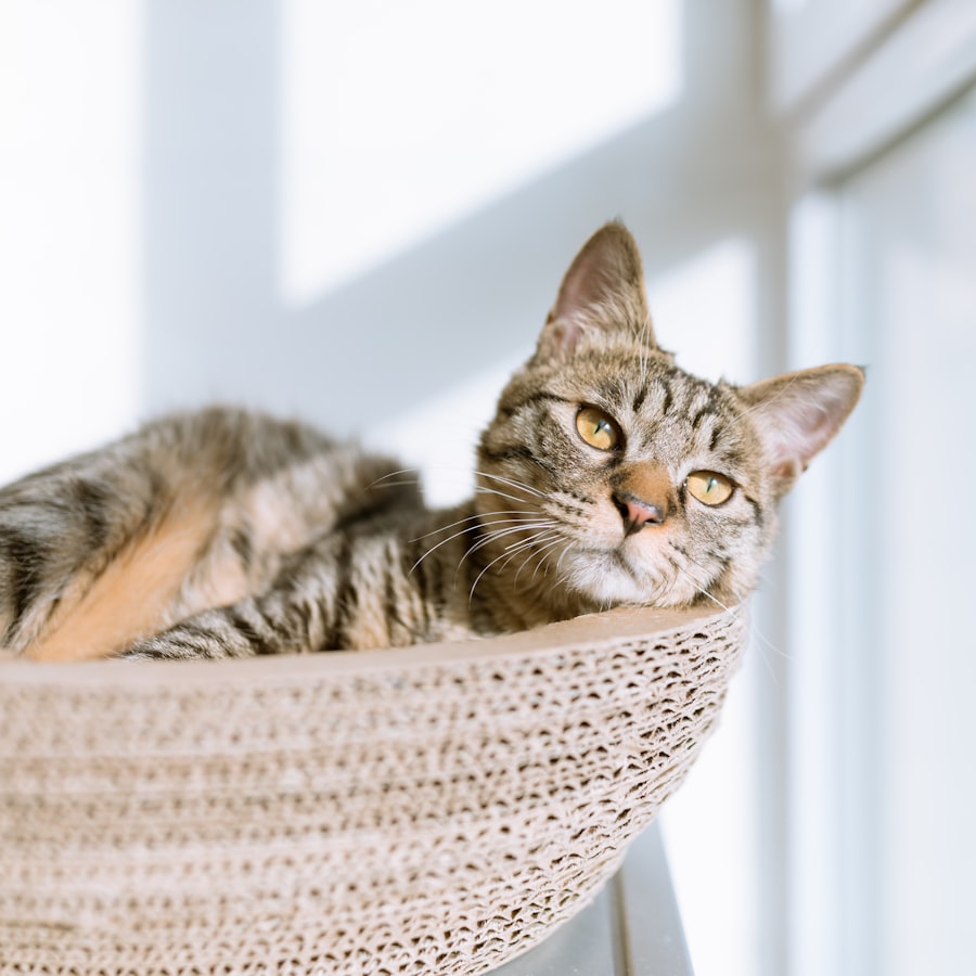 Kedi Yatağı