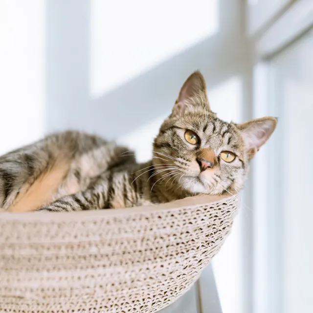 Kedi Yatağı