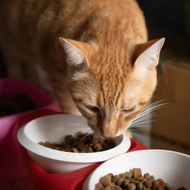 Kısırlaştırılmış Kedi Maması 10 kg