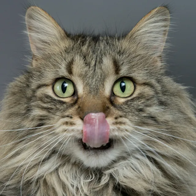 Kedi Konservesi 24'lü
