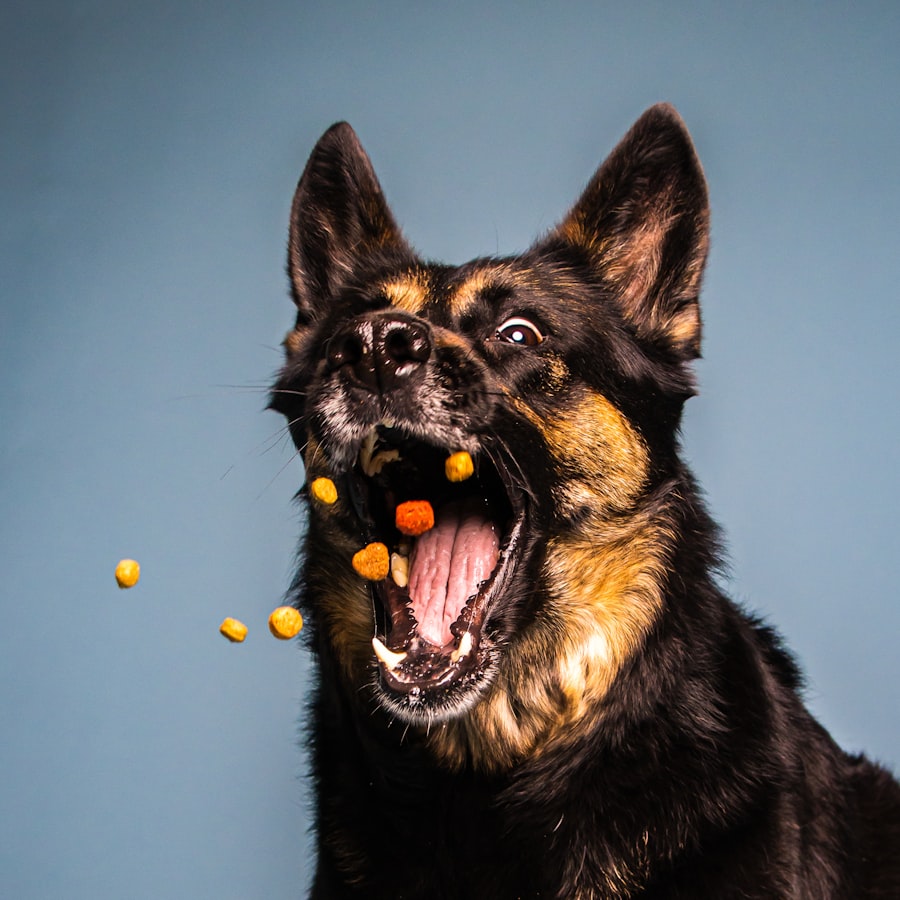 Köpek Ödül Bisküvisi