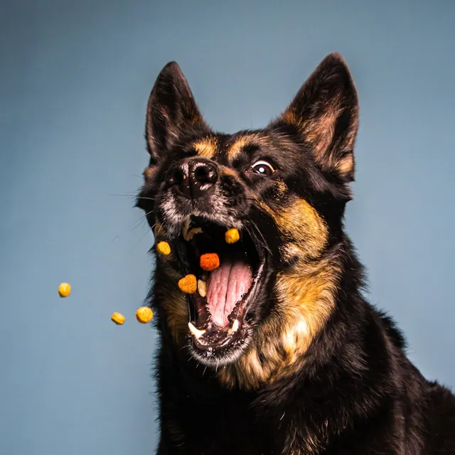 Köpek Ödül Bisküvisi