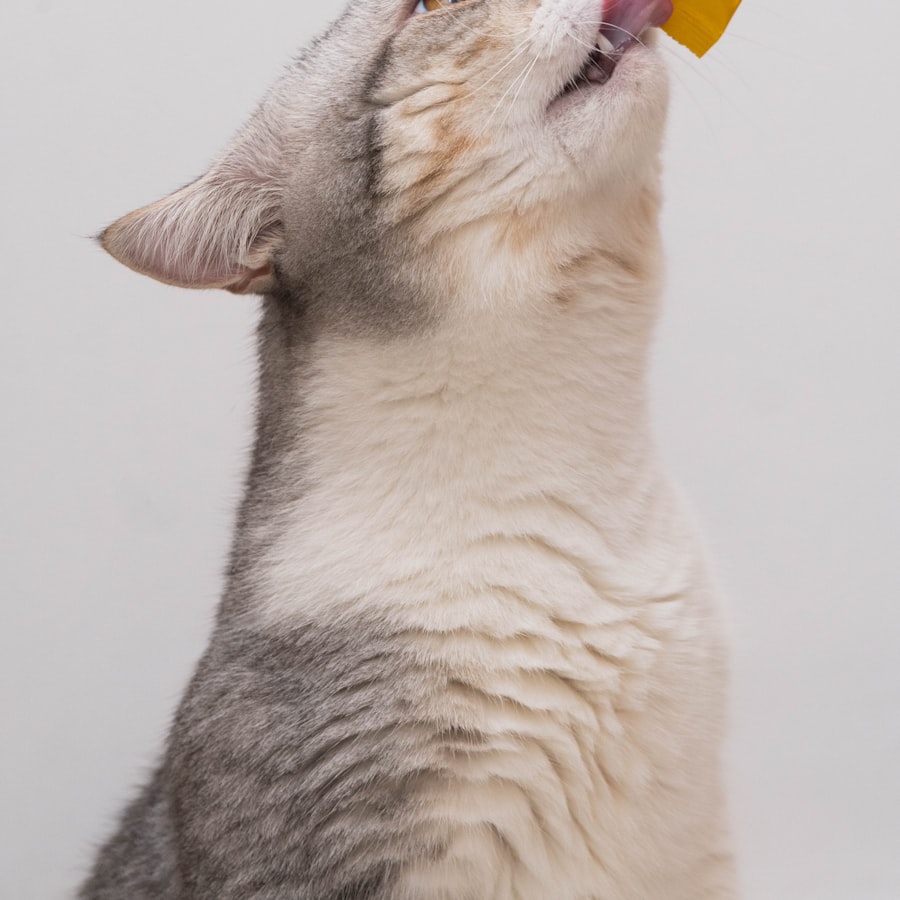 Kedi Ödül Maması