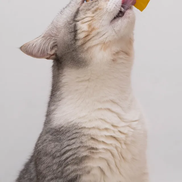 Kedi Ödül Maması